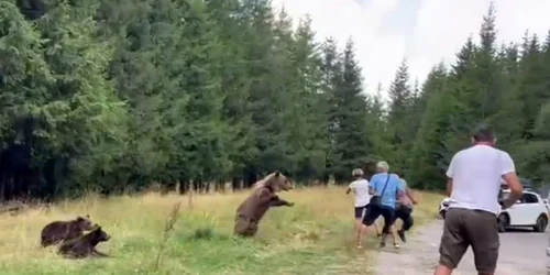 Mai mulți turiști s-au apropiat periculos de o ursoaică. FOTO captură Digi24