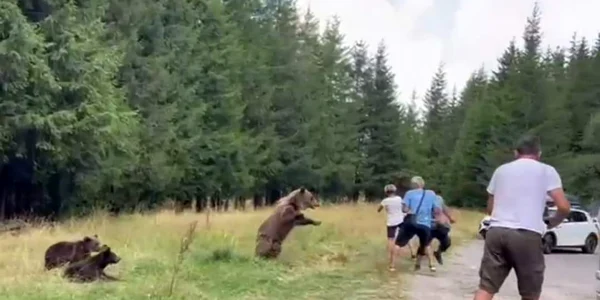 Mai mulți turiști s-au apropiat periculos de o ursoaică. FOTO captură Digi24