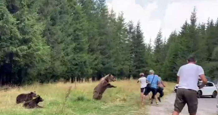 Mai mulți turiști s-au apropiat periculos de o ursoaică. FOTO captură Digi24