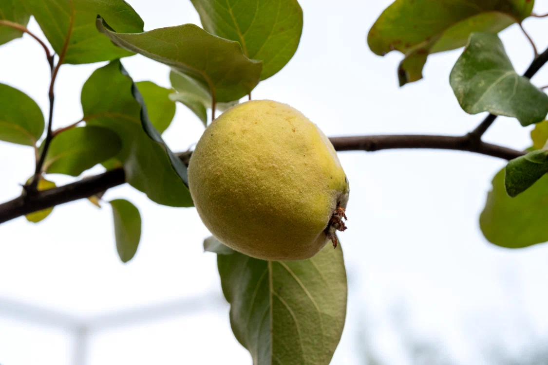 Gutuile pot preveni anemia / foto: Pexels