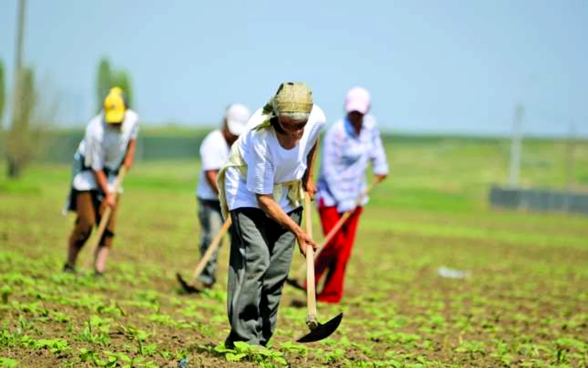 Giurgiuvencele vor să scape de muncile agricole