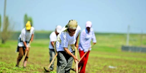 Giurgiuvencele vor să scape de muncile agricole