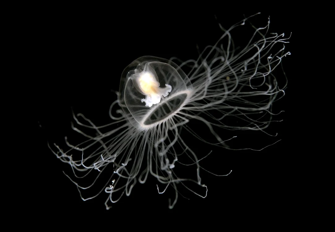 Jeleul de pieptene seamănă foarte bine cu o meduză Foto: Shutterstock