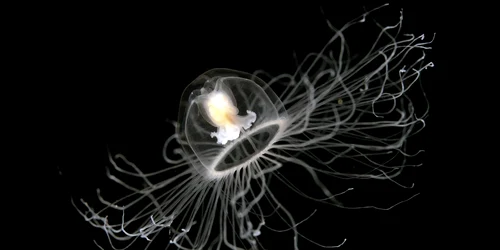 animal nemuritor meduza jpg