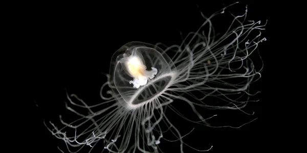 animal nemuritor meduza jpg