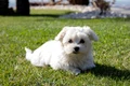 Bichon maltese FOTO Shutterstock jpg