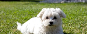 Bichon maltese FOTO Shutterstock jpg