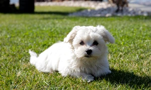 Bichon maltese FOTO Shutterstock jpg