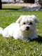 Bichon maltese FOTO Shutterstock jpg