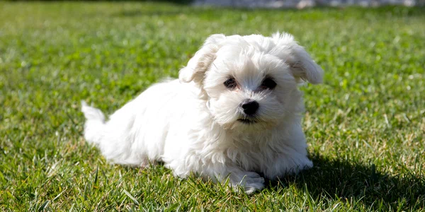 Bichon maltese FOTO Shutterstock jpg