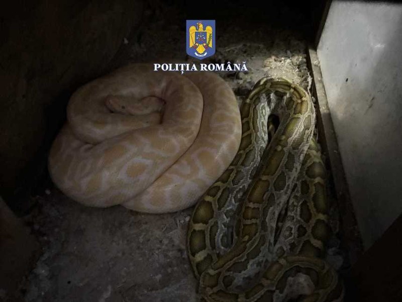 Un bărbat din Olt ținea în casă ilegal şerpi, pe care-i hrănea cu animale vii. Ce au mai găsit polițiștii