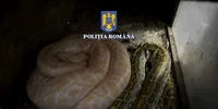 serpi vii jpg