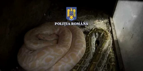 serpi vii jpg