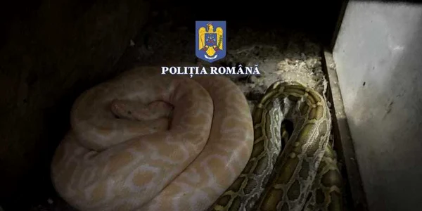 serpi vii jpg