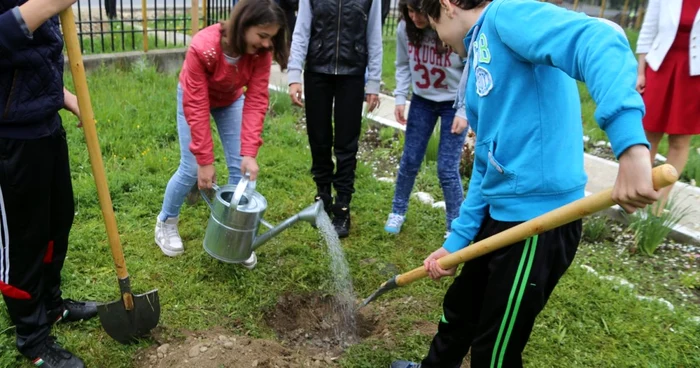 Şi elevii din şcolile gălăţene au dat o mână de ajutor la plantat copaci FOTO C. Crângan