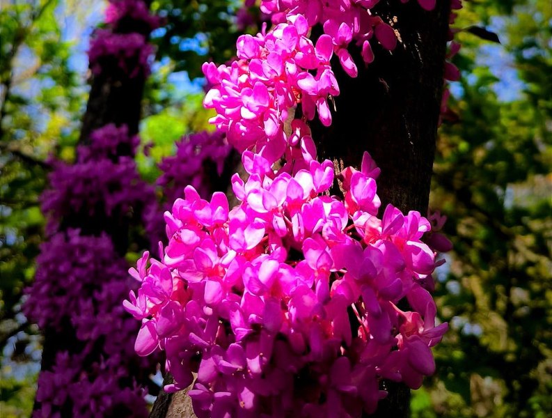 Arborele lui Iuda a înflorit. Imagini superbe cu copacul de care Iscarioteanul s-ar fi spânzurat după trădarea lui Iisus