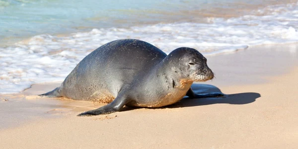 Foca Monaca sursa initalia virgilio it0005 jpeg