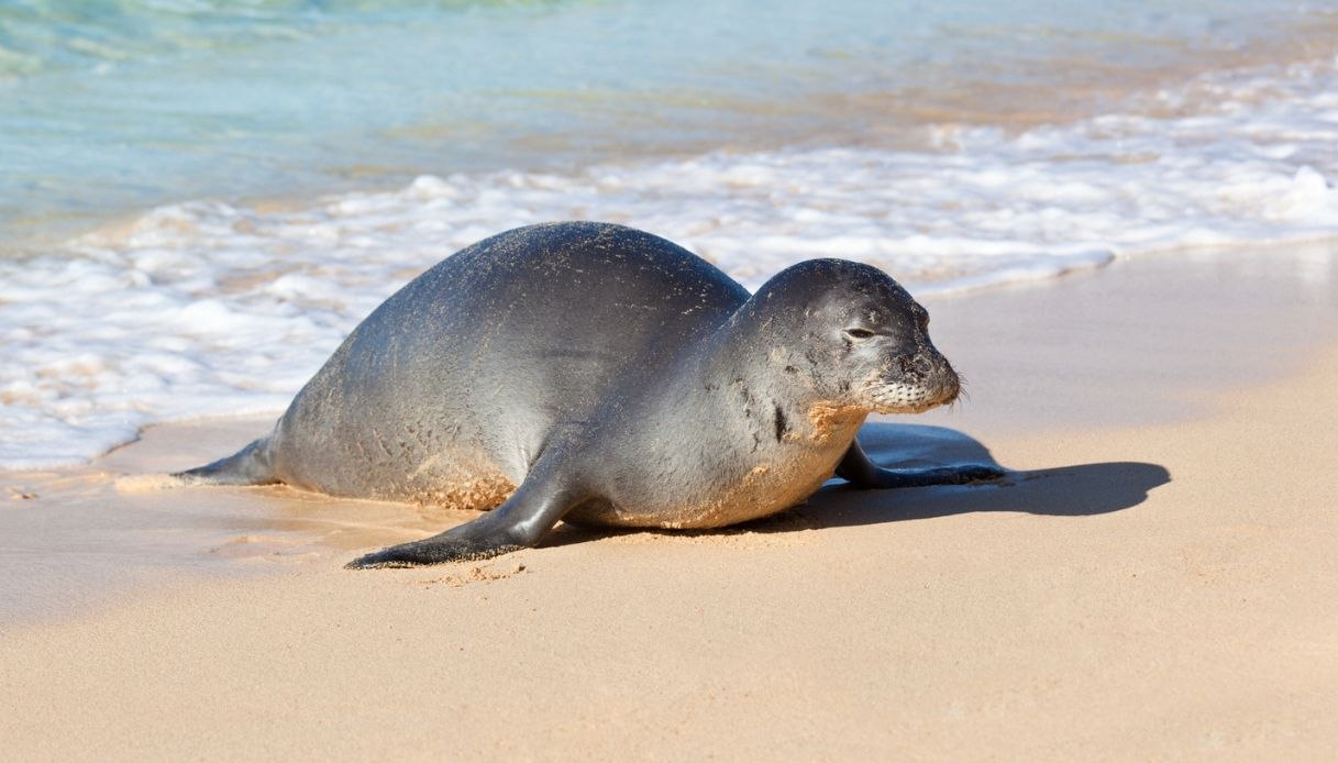 Istoria locului unde traiesc animale marine, de la inceputuri pana in perioada comunista Istoria locului unde traiesc animale marine, de la inceputuri pana in perioada comunista