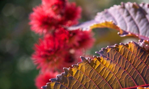 1 70929 original jpg jpeg