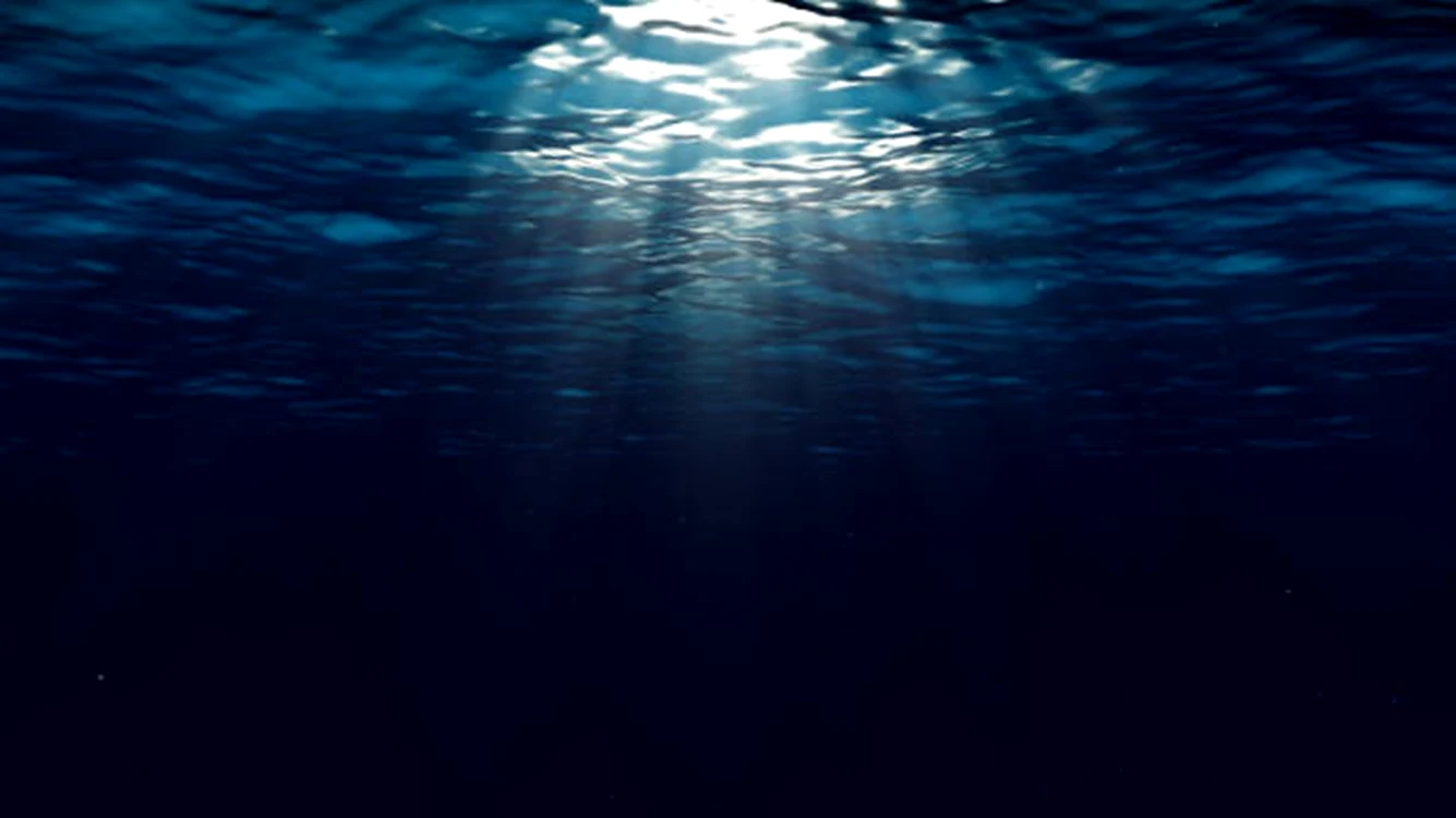 Animalul trăiește în ocean / foto: arhiva