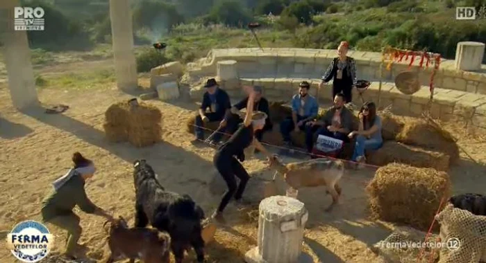 Sorana și Ami au avut de strâns lapte de la capre