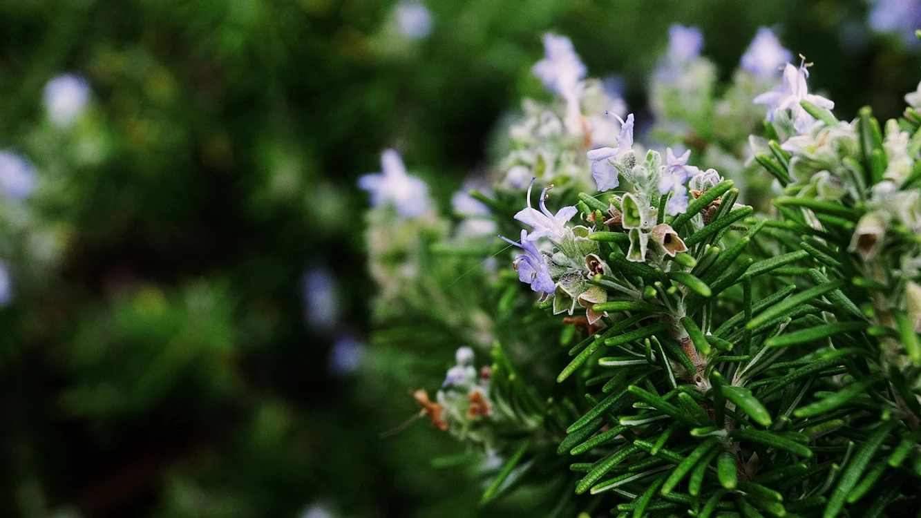 Florile sunt sensibile la căldură / foto: Pixabay