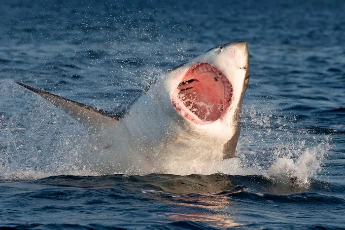 O focă deşteaptă scapă ca prin minune de rechinul înfometat (Foto: Caters)