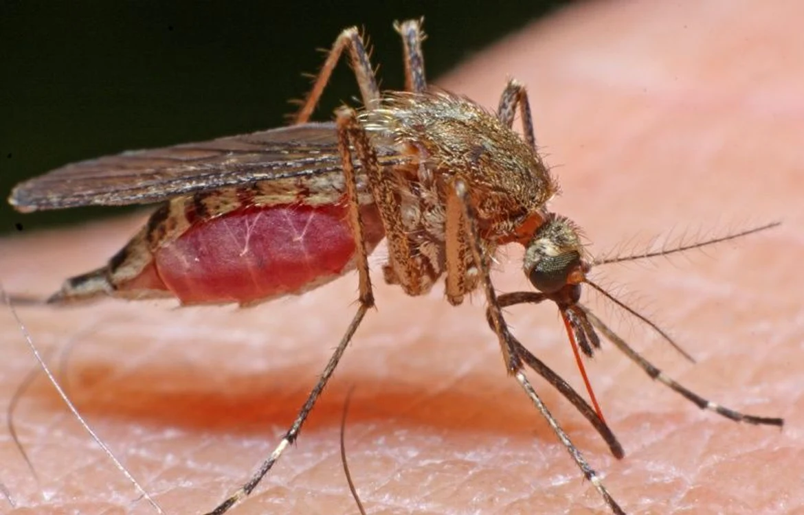 
    Virusul West Nile este transmis de țânțar  