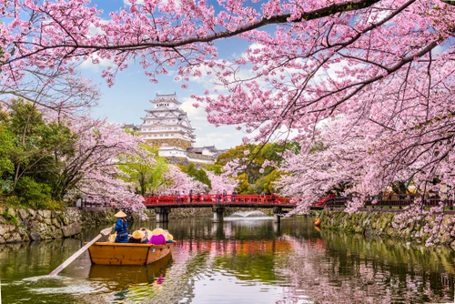 2 japonia ciresi shutterstock 776445706 jpg jpeg
