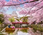 2 japonia ciresi shutterstock 776445706 jpg jpeg
