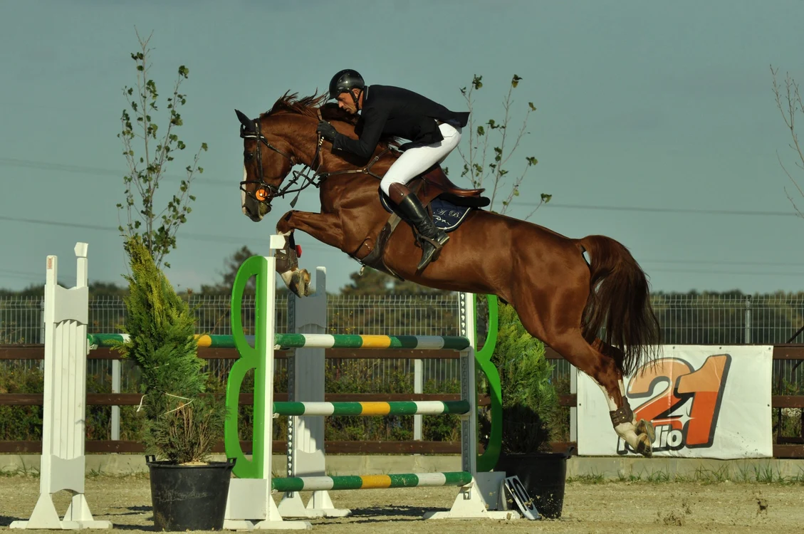 
    Concursul se desfăşoară la Clubul Equestria  