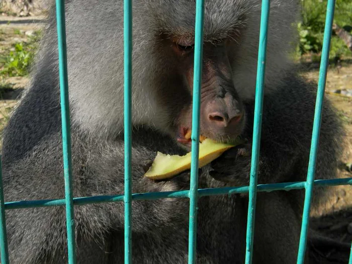 De ziua lor, animalele de la Zoo Piteşti au primit pepene galben