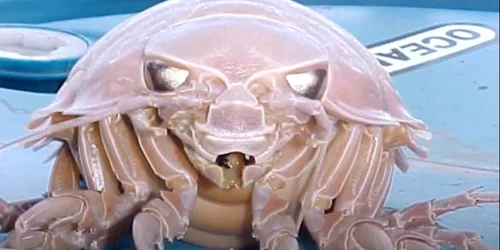 crustaceu gigantic Facts The Giant Isopod png