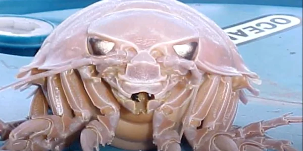 crustaceu gigantic Facts The Giant Isopod png
