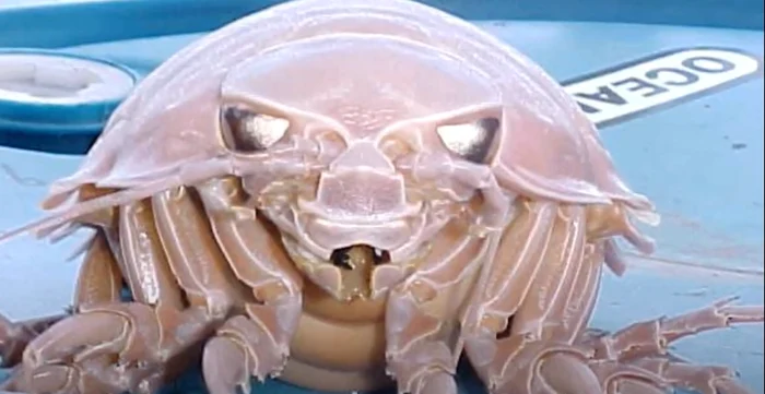 Izopod gigantic. FOTO captură Youtube Deep Marine Scenes