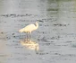 egrta mica foto ovidiu optik nature photographer jpg