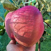 602006046 3347200795445389 4250955847254503103 n jpg