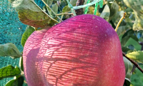 602006046 3347200795445389 4250955847254503103 n jpg