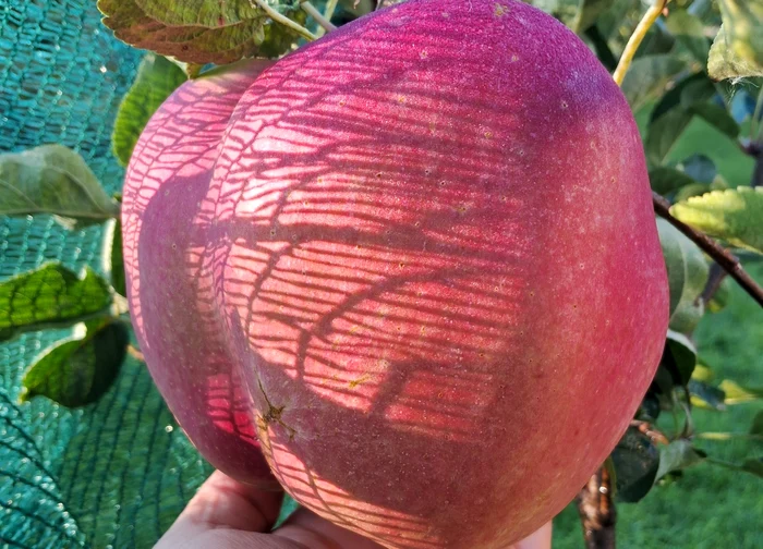 Măr gigant de aproape 1,3 kg, obținut de un veterinar pasionat de pomicultură