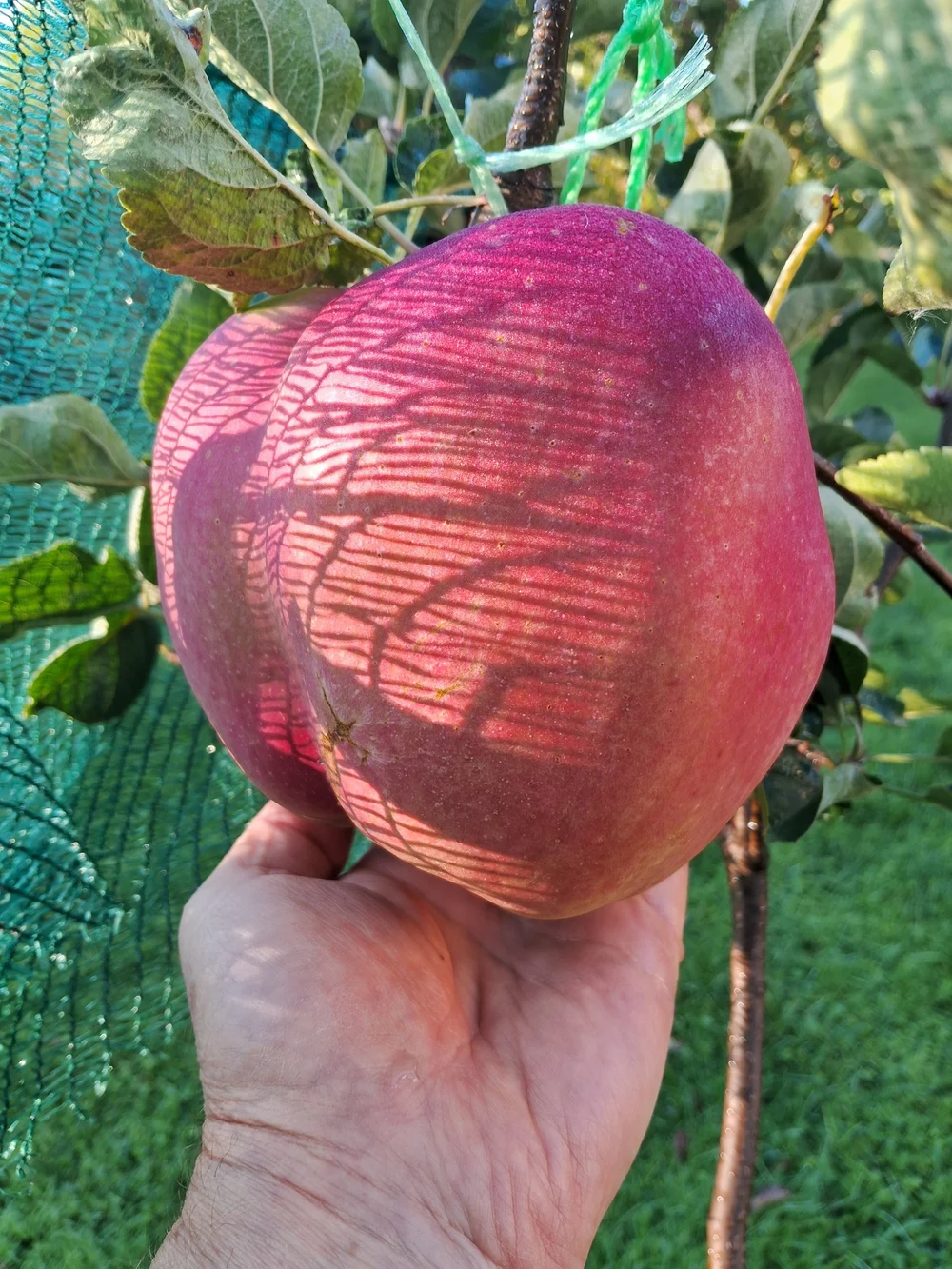 Măr gigant de aproape 1,3 kg, obținut de un veterinar pasionat de pomicultură