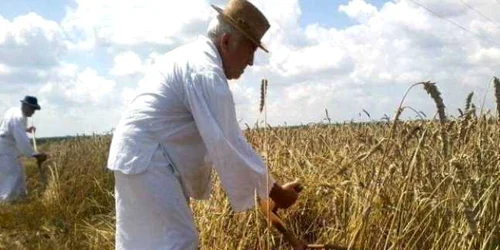 Ţăranii din Dolj susţin că degeaba anul acesta au o recolta bogată pentru că nu au spaţii de depozitare