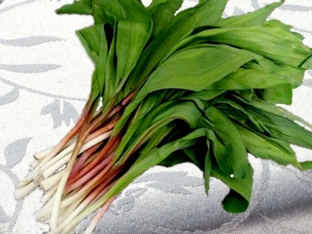 
    Leurda  