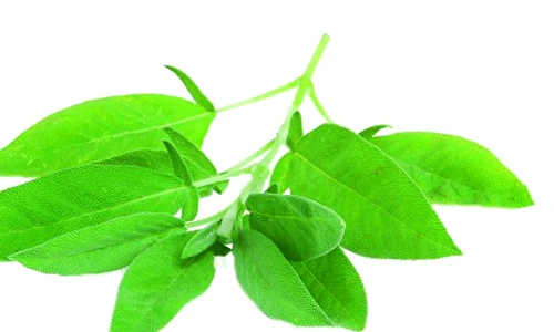 salvie beneficii jpeg