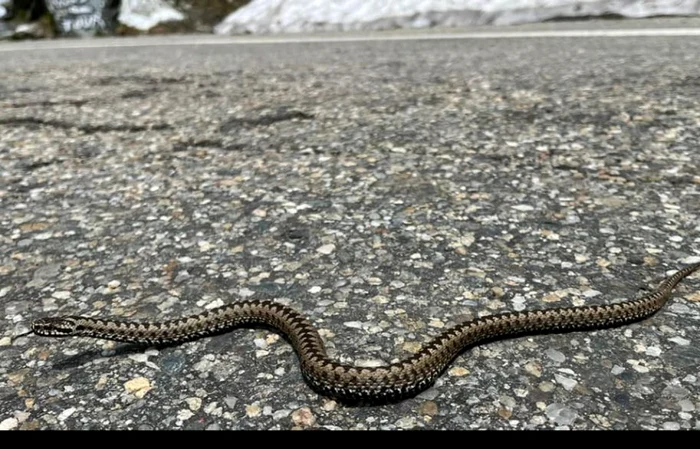 Este sezonul viperelor Foto: Salvamont Argeş