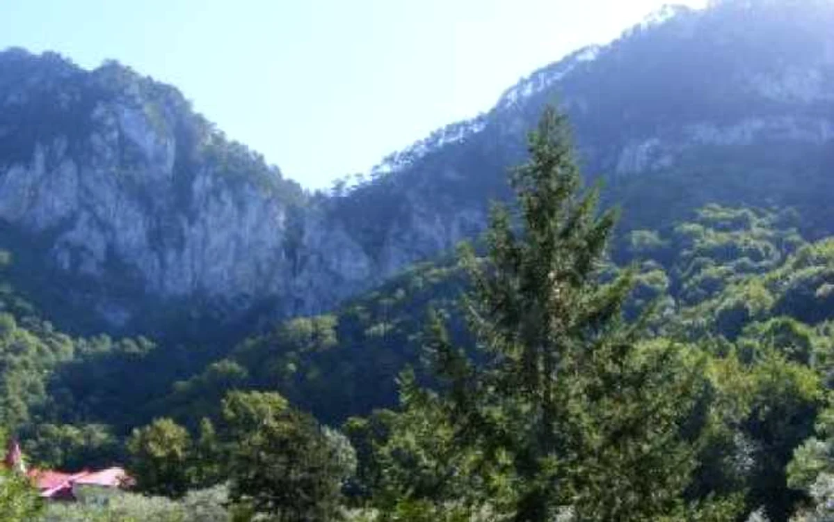 Reşiţa: Hoţii de arbori au fost prinşi