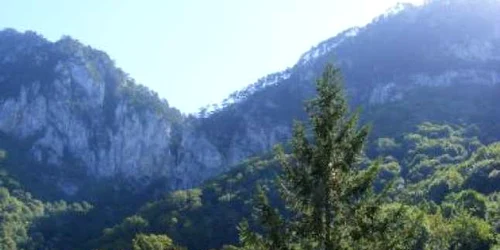 Reşiţa: Hoţii de arbori au fost prinşi