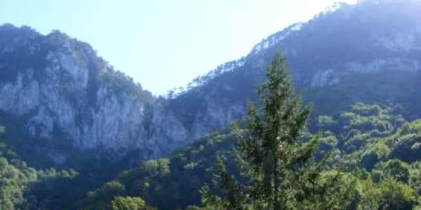 Reşiţa: Hoţii de arbori au fost prinşi