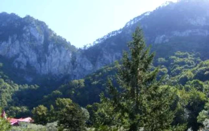 Reşiţa: Hoţii de arbori au fost prinşi