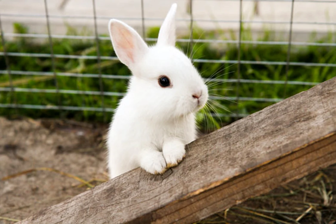 FOTO: Adobestock