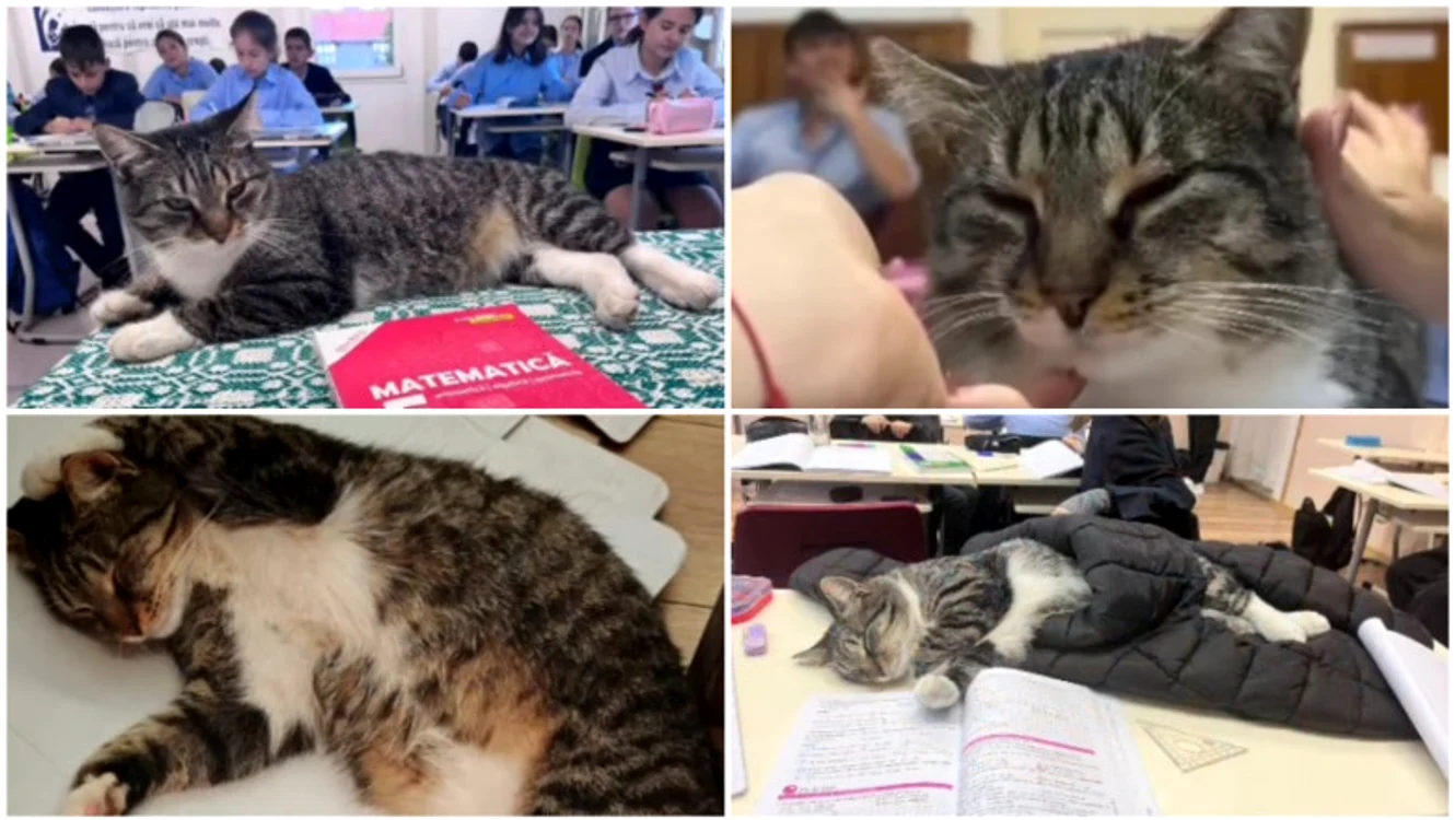 Motanul care a cucerit inimile elevilor și profesorilor.